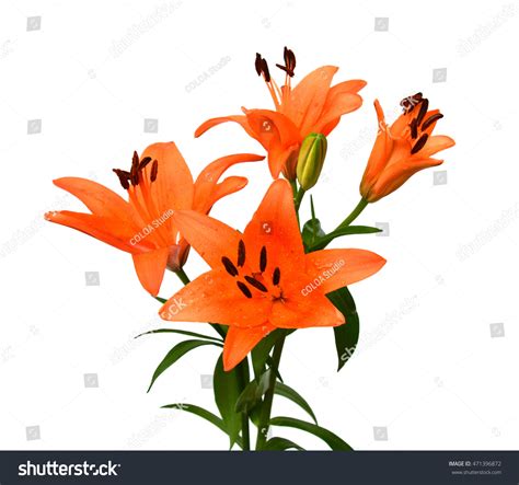 Beautiful Orange Lily Flower Bouquet Isolated Stock Photo 471396872