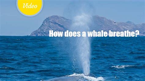 How does a whale breathe? - Learning Videos for Kids