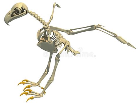 Bald Eagle Skeleton Bird Anatomy D Rendering Stock Illustration