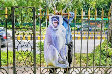 Delhi Govt Plans To Deploy Langur Mimics To Scare Monkeys During G20