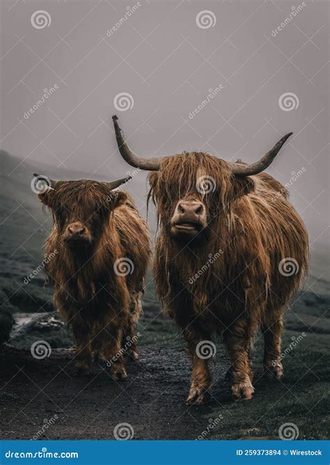 Hairy Scottish Highlander Highland Cattle Next To The Road Isle Of