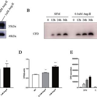 Differential Expression Of Cfd In Cigencs And Hmecs A Mrna Expression