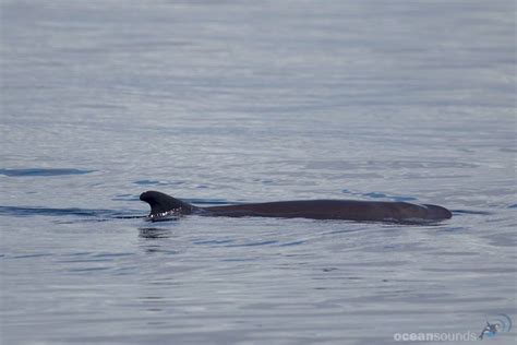 Pygmy Sperm Whale | Azores Whale Watching TERRA AZUL™