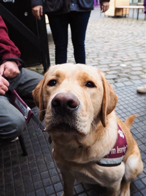 Hearing Dogs for Deaf People (@HearingDogs) | Twitter