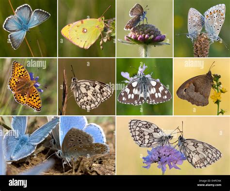 Butterflies Stock Photo Alamy