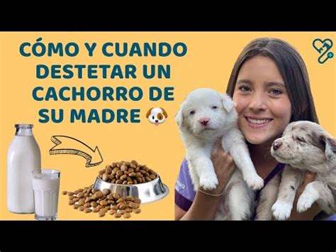 A Que Edad Pueden Comer Croquetas Los Cachorros Electricidad Pedreras