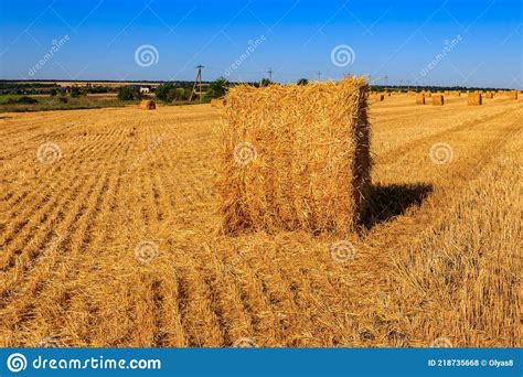 Round Straw Bales On Field After The Grain Harvest Stock Photo Image