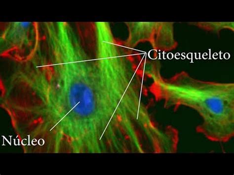 La función del citoesqueleto en la célula animal un análisis breve