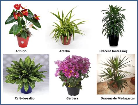 Planta Que Purifica O Ar - AS PLANTAS QUE PURIFICAM O AR – Portal Ambiente Legal