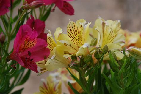 Peruvian Lilies – A Gift Which Keeps On Giving | What Grows There ...