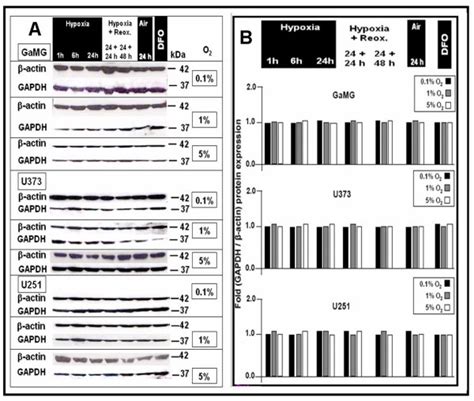 Effect of different hypoxic conditions on GAPDH protein expression in ...