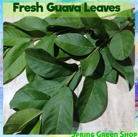 Guava Leaves Fresh Harvest 100+ pieces / Dahon ng Bayabas | Lazada PH