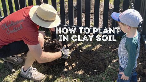 How To Plant Trees In Clay Soil Youtube