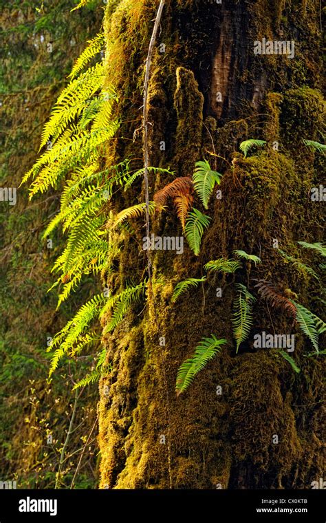 Rable Grandes Feuilles Banque De Photographies Et Dimages Haute