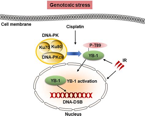 DNA Dependent Protein Kinase Mediates YB 1 Y Box Binding Protein