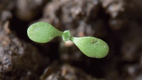 Capsella Bursa Pastoris Traista Ciobanului Bayer Crop Science