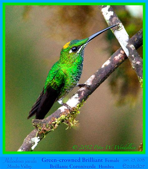 GREEN CROWNED BRILLIANT Hummingbird FEMALE Heliodoxa Jacula With Cap