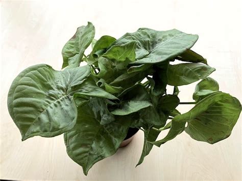 Syngonium Podophyllum Milk Confetti