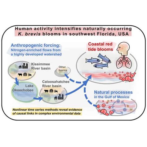 New study: Human activity intensifies red tide