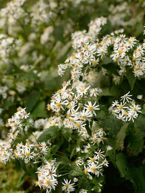 Eurybia divaricata / White Wood Aster – Wild Ridge Plants