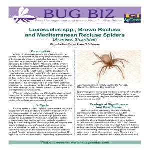 Brown Recluse Spider Identification