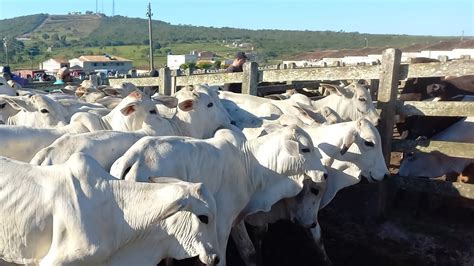 Feira Do Gado Macho Em Capoeiras Pe Zap Sergin