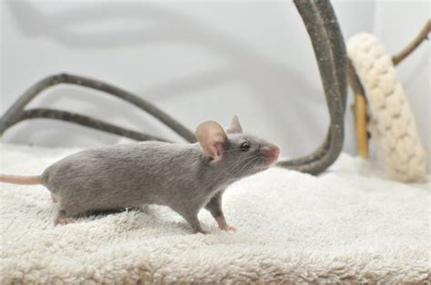 Pet Mice Varieties: Discover Different Types of Mice