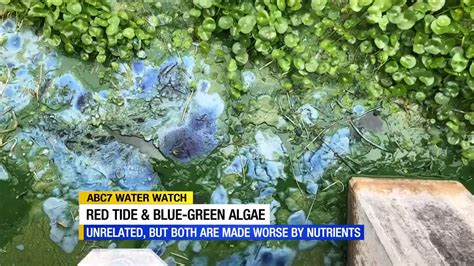 Red Tide And Blue Algae Continue To Affect The Waters In Southwest