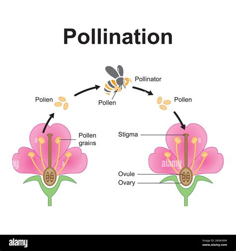 Scientific Designing Of Pollination Process The Most Important Factor