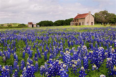 Marble Falls Bluebonnet House Photograph By Michael Smith