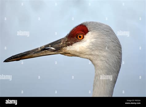 Sandhill Crane Grus Canadensis Close Up Of Head Stock Photo Alamy