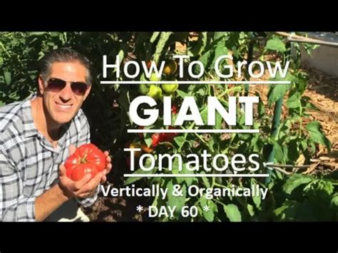 Grow Giant Tomatoes Vertically And Organically Tomato Tips Day 60 Update