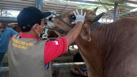 Jumlah Hewan Kurban Pada Idul Adha Di Tulungagung Diprediksi Akan