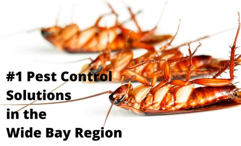 5 Star Pest Solutions Hervey Bay Maryborough