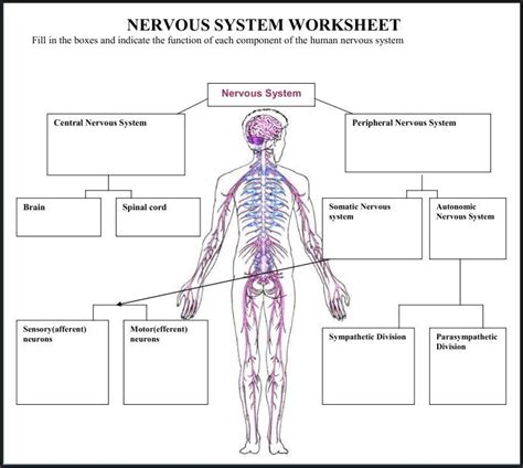 Grade 5 Nervous System Worksheet