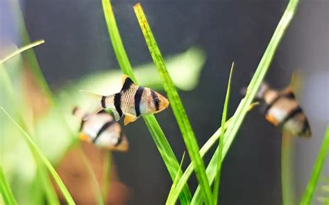 Tiger Barb Tank Size: Ideal Aquarium for Your Fish - AquariumNexus