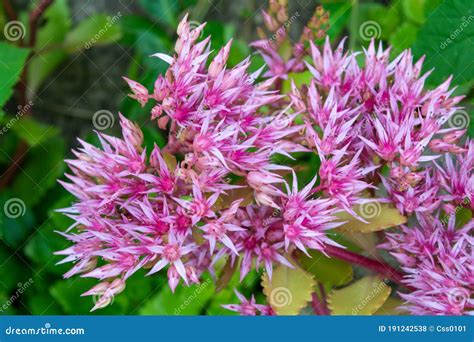 Blossom Sedum Prominent Sedum Spectabile Pink Flowers Of Sedum
