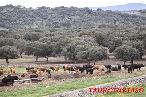 Tauroturiaso Reportaje Campero GanaderÍa Garcigrande Salamanca 01