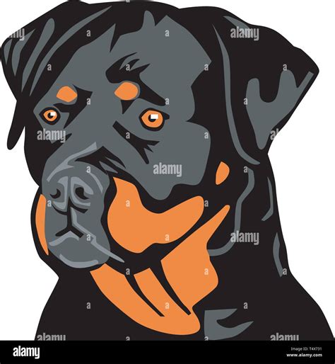 Rottweiler Vector Illustration Stock Vector Image And Art Alamy