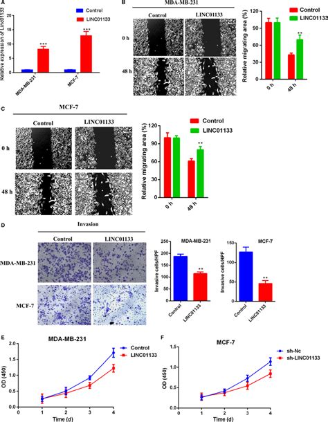 Linc01133 Overexpression Suppresses Breast Cancer Cells Migration