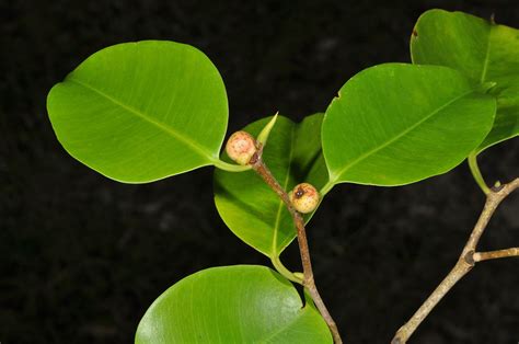 Ficus Microcarpa Moraceae Image 123253 At PhytoImages Siu Edu