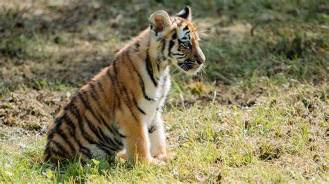 Amur Tiger Cubs Begin Exploring Their Longleat Safari Park Home Bbc News