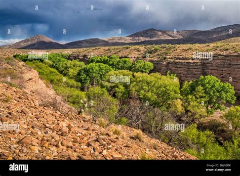 Gila Box Canyon Cottonwoods Springtime Riparian Corridor Oasis Near