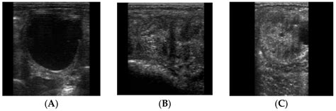 Animals Free Full Text Endometrial Cytology During The Different