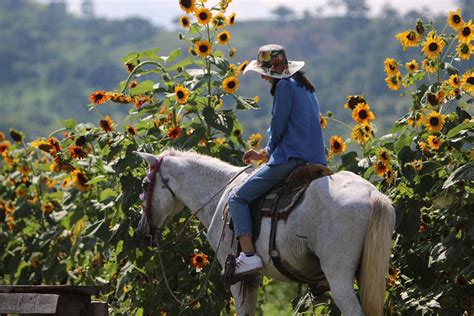 Paseo De Los Girasoles Bello Destino Que Encantan A Quienes Viajan A