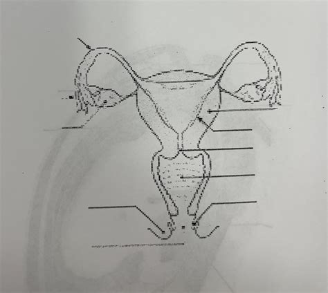 le système reproducteur femme Diagram Quizlet