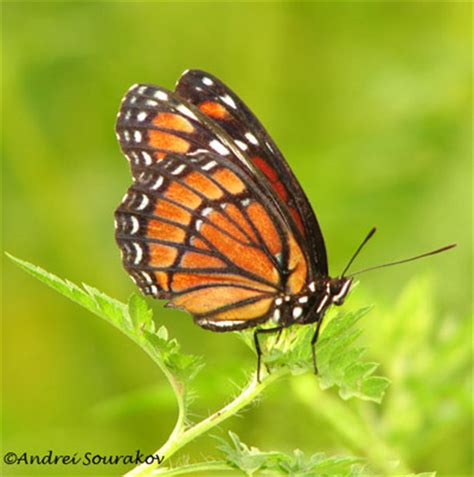 Monarch Butterfly Danaus Plexippus Linnaeus