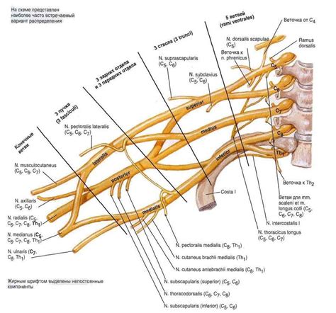 Plexus Brachialis Struktur Funktionen Krankheiten