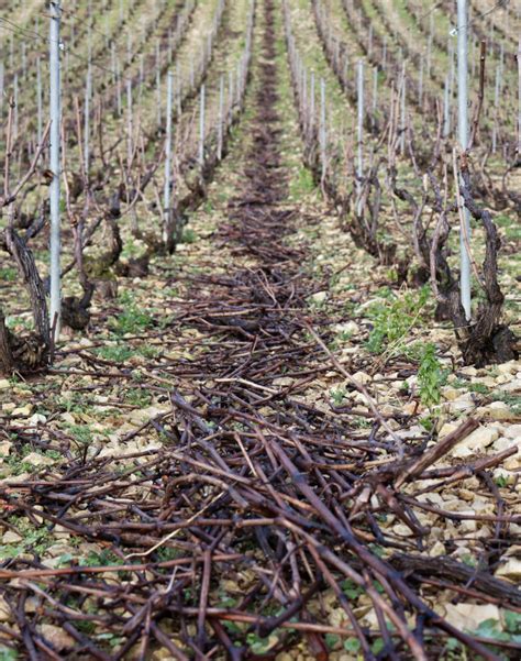 Le Travail De La Vigne