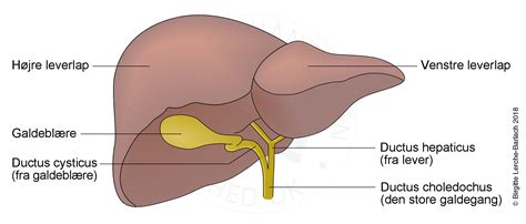 Lever og galdeblære Patienthåndbogen på sundhed dk